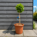 Ginko dvojlaločné (Ginkgo biloba) ´MARIKEN´ – výška 60-70 cm, kont. C9L - NA KMIENKU